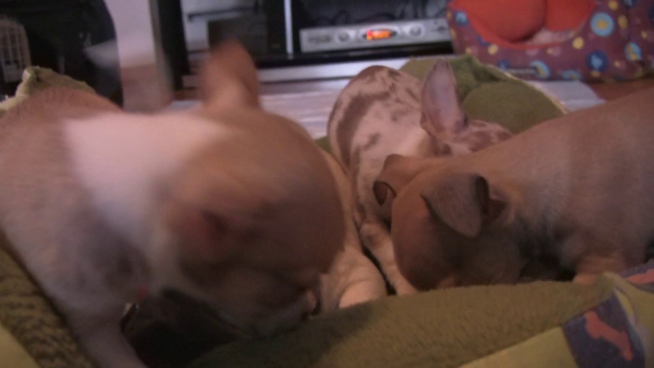 Chihuahua Puppies