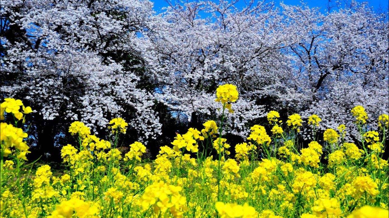 ふるさと
