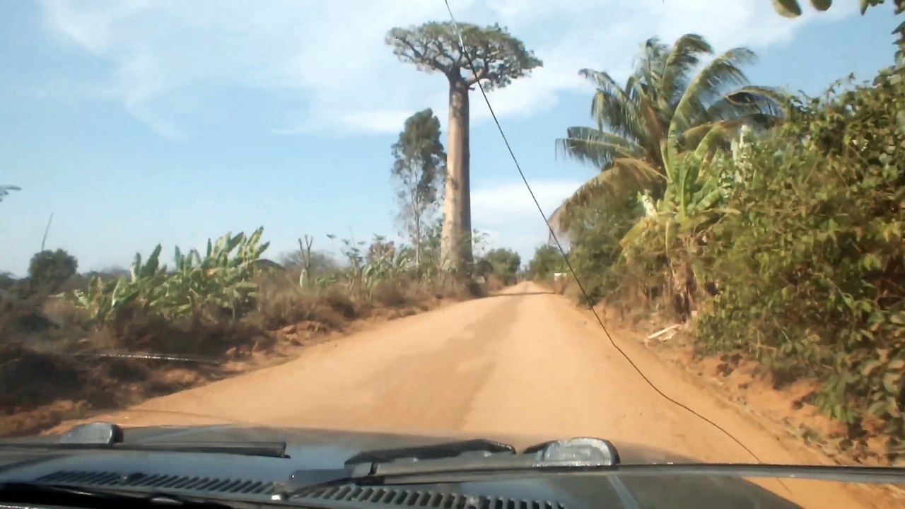 L'allée des baobabs...