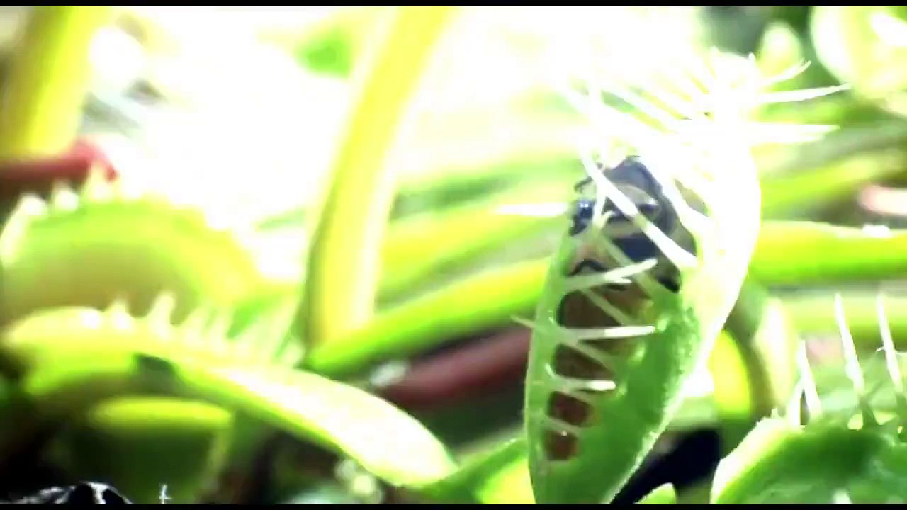 Doğanın İnanılmaz Güzelliği Kesinlikle İzleyin