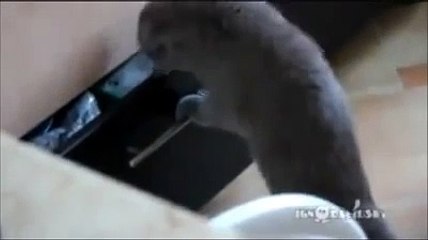 Çekmeceyi karıştırırken yakalanan kedi sahibini görürse )