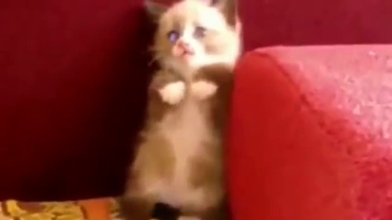 Süpürgeden Korkan Kedi - çok komik