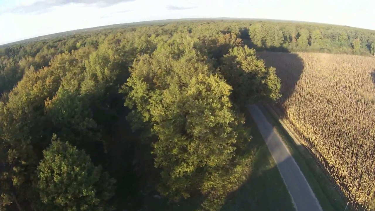 Haut des arbres