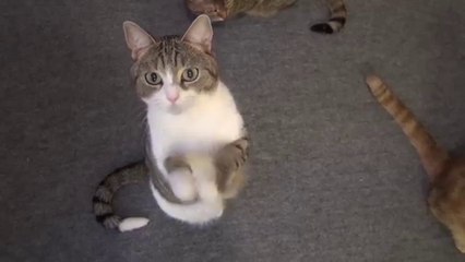 El gato que reza antes de comer