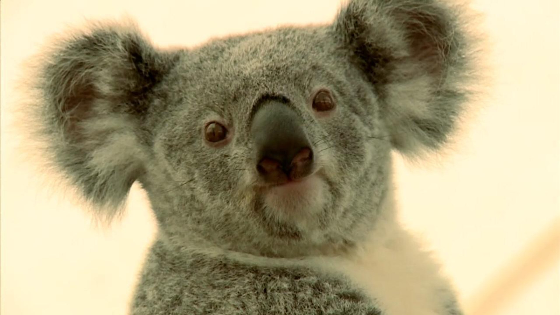 ⁣Koalas Keep Dying From Chlamydia