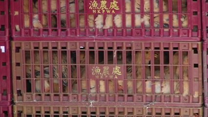 China Just Killed & Discarded Thousands Of Chickens