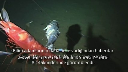 En derinde yaşayan yeni bir balık görüntülendi BBC TÜRKÇE