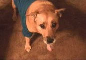 Dog Gets in Sneezing Fit When She's Excited