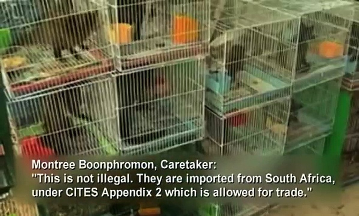 Thai Police Investigate Discovery of Rare and Endangered Animals