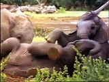 Wild Animal Safari Discovery Kit First Look Video - Baby Einstein
