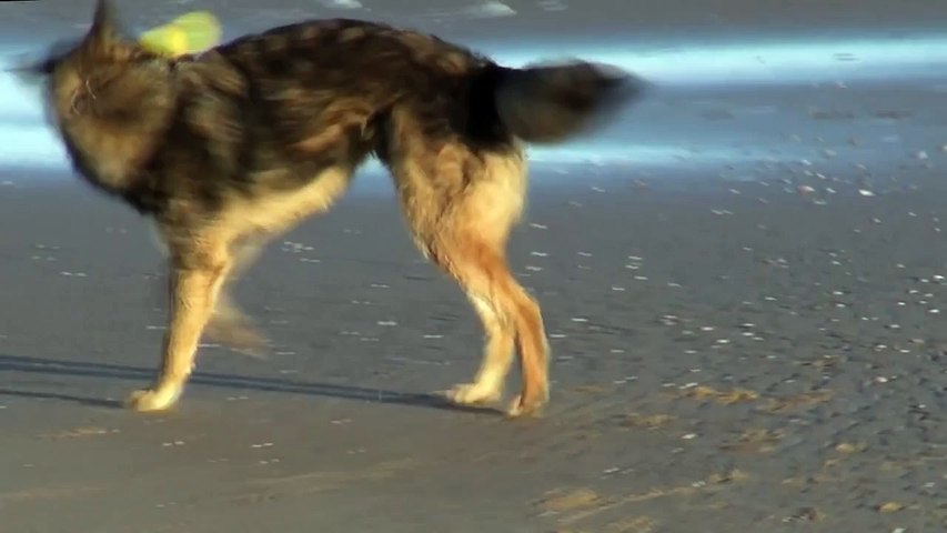 Dogs playing with boll and Nature