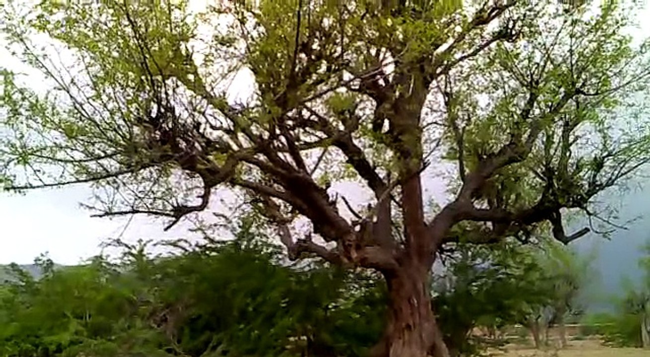 Dara Adam Khel  Sheraki Amal Khel