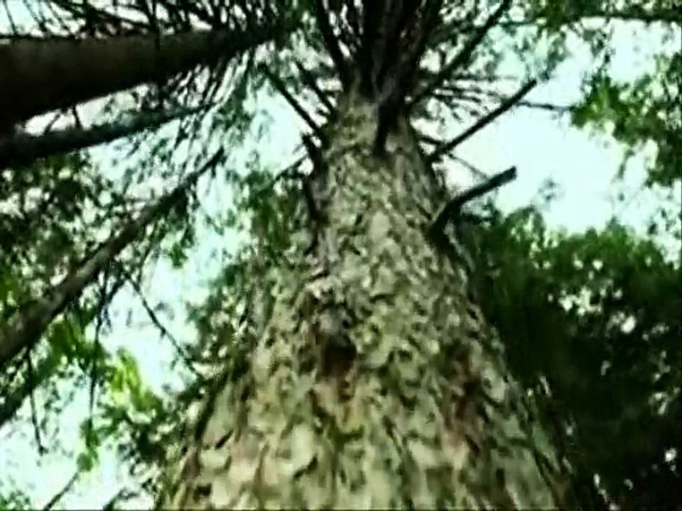 Gulay - Bir Dost Bulamadim