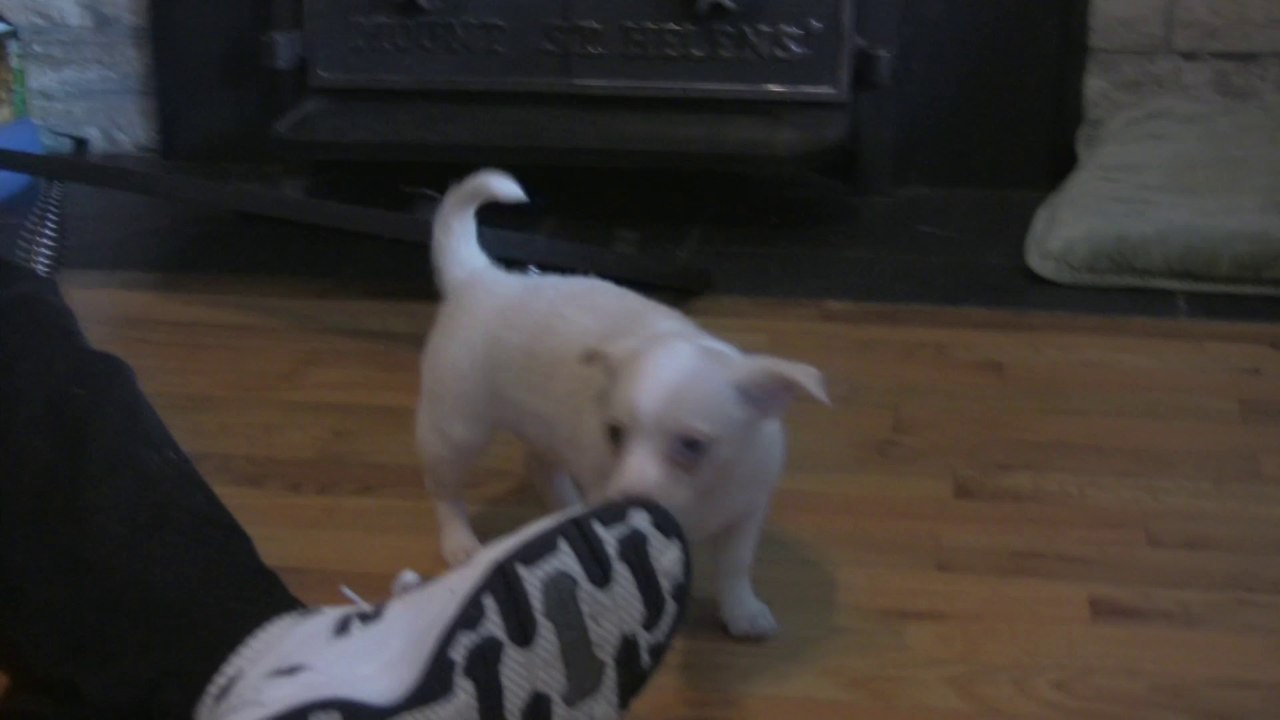 Chihuahua Puppies 2
