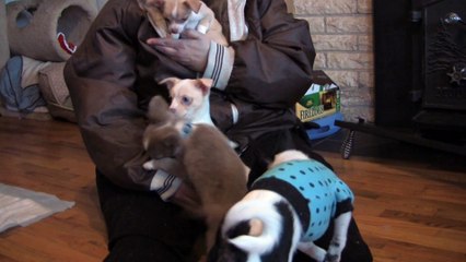 Chihuahua Puppies 3