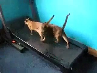 Dunya News-Fitness conscious cats doing exercise