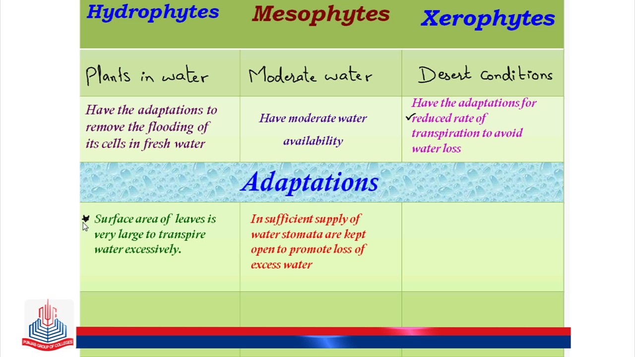 Osmoregulation in Plants