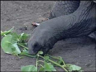 Day Job Killer Chump