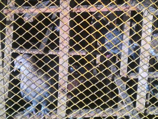 Kabootar Bazi - Audio Story