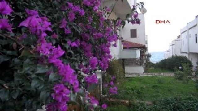 Demre'de Çiçekler Açtı, Dut Ağacı Meyve Verdi