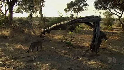 A leopards save a baby monkey life . must watch