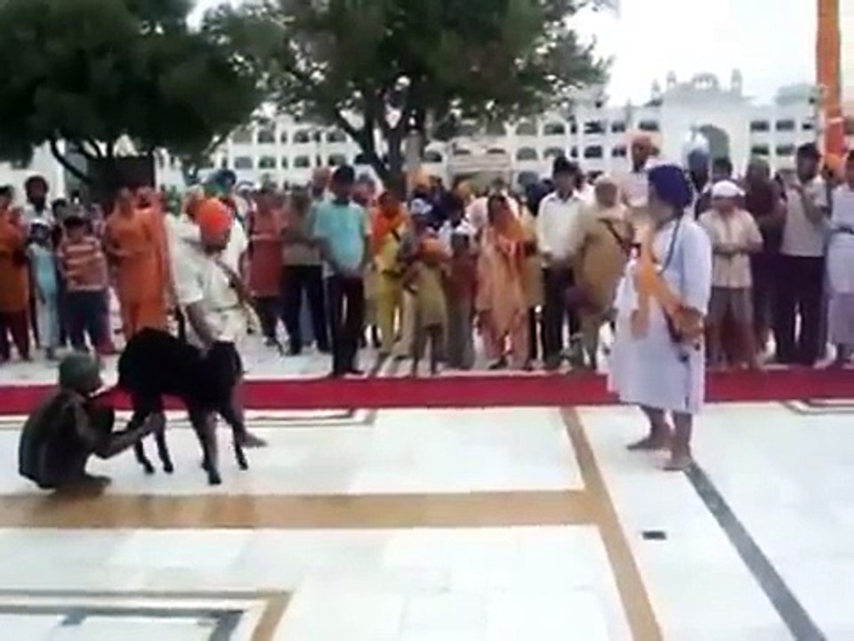 bakra bali in gurdwara
