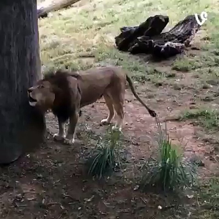 Lion or Dog