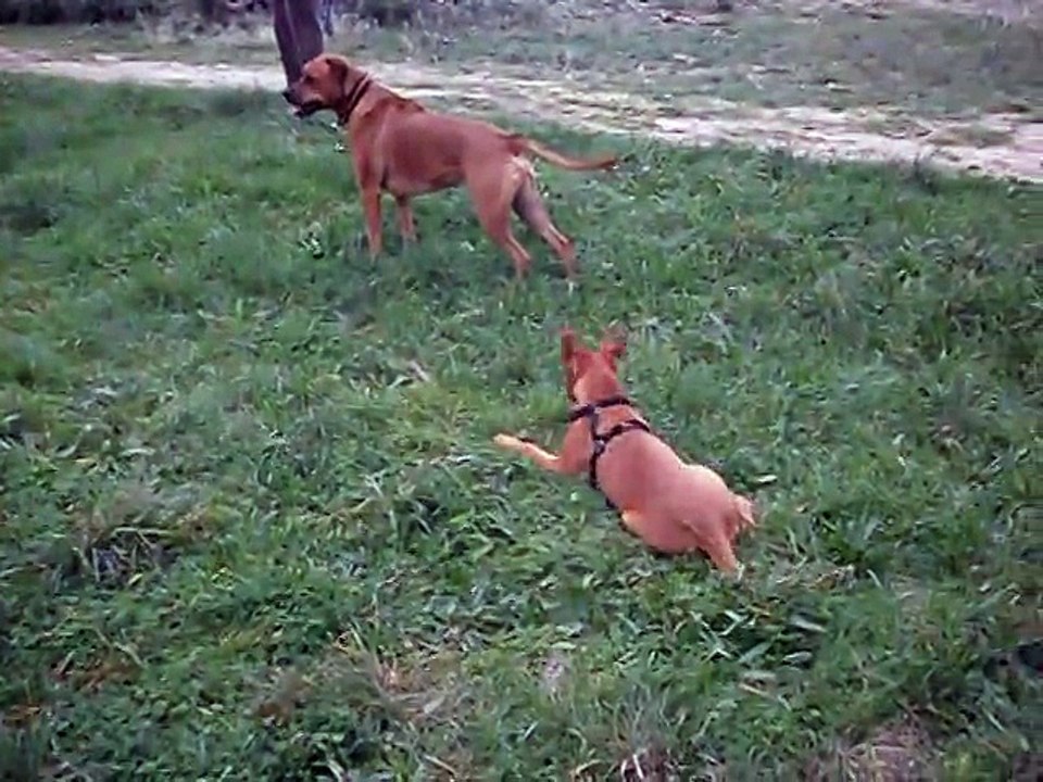Jade et ses copains Héliot le boxer et Eros en ballade le 26-12-2014 n° 2