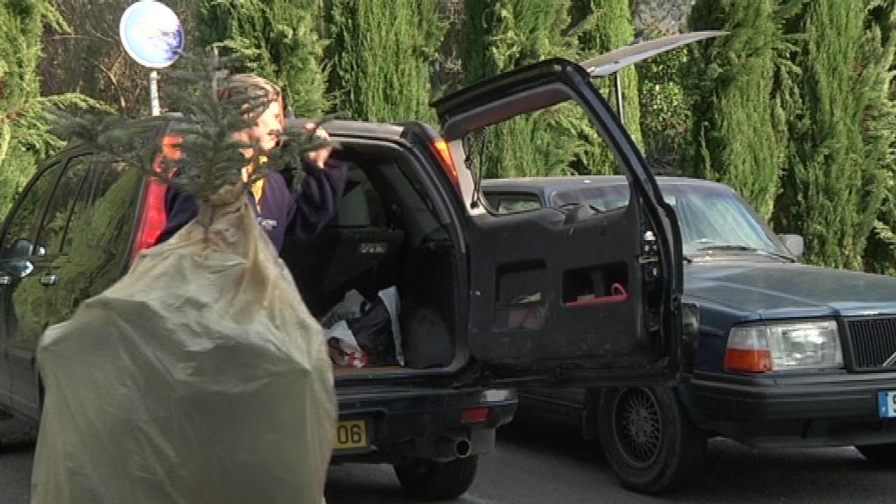 L'heure est au recyclage des sapins de Noël