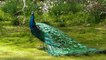 The Most Magnificent Peacock Dance Display Ever - Peacocks Opening Feathers HD & Bird Sound