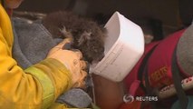 Australia firefighters rescue orphaned animals in path of wildfire
