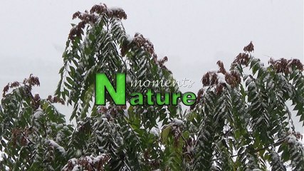 Snow Bucharest  ROMANIA