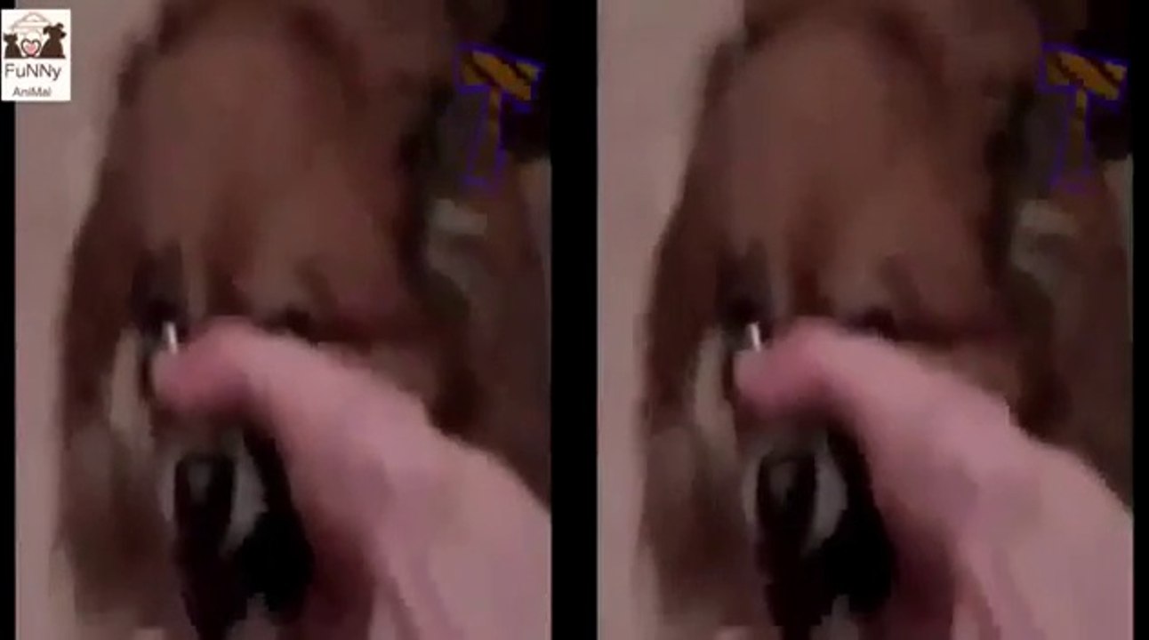 Funny Animals Animals Making Funny Sounds and Noises