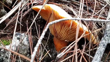 Çıntar (kanlıca) mantar toplama maceramız