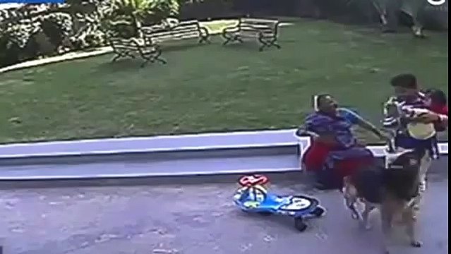 Terrifying Moment Dog Drags Toddler Across Park With TEETH