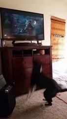Dog trying to watch Rocket Raccoon Of Guardians of The Galaxy