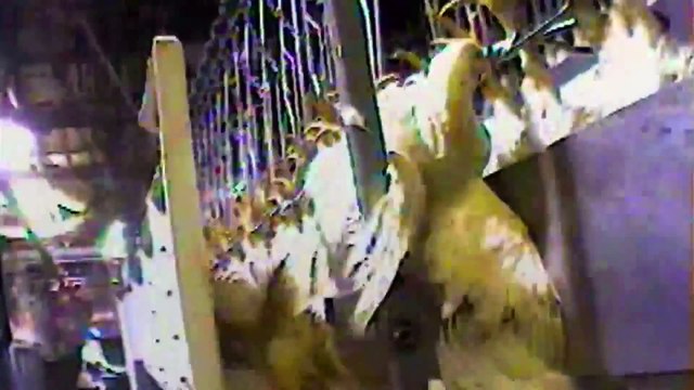 Abattoir industriel des occidentaux athées et chrétiens