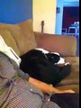 Dog Funny Scolding