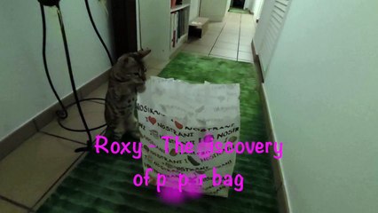 Roxy - The discovery of paper bag (Bengal cat)