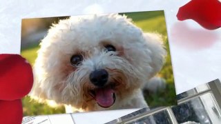 Bichon Frise - A Small Dog With A Golden Heart