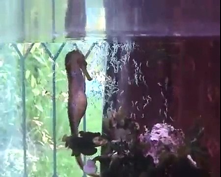 girl pets wierd discovery sea animal horses girls
