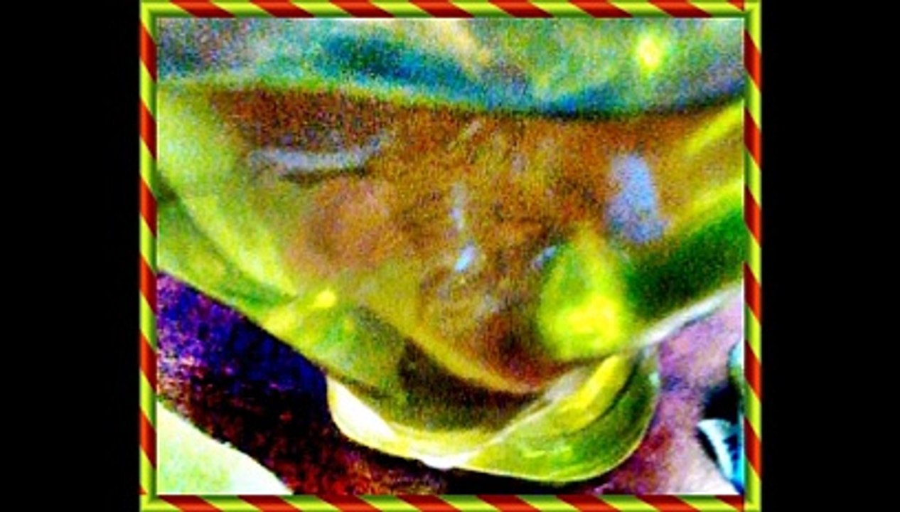 LIFE FORMS IN HOLY OIL!