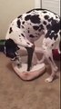 Great Dane trying to squeeze into a really small dog bed is a triumph of will over improbability