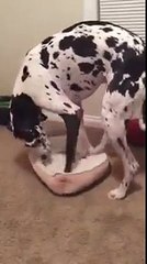 Great Dane trying to squeeze into a really small dog bed is a triumph of will over improbability