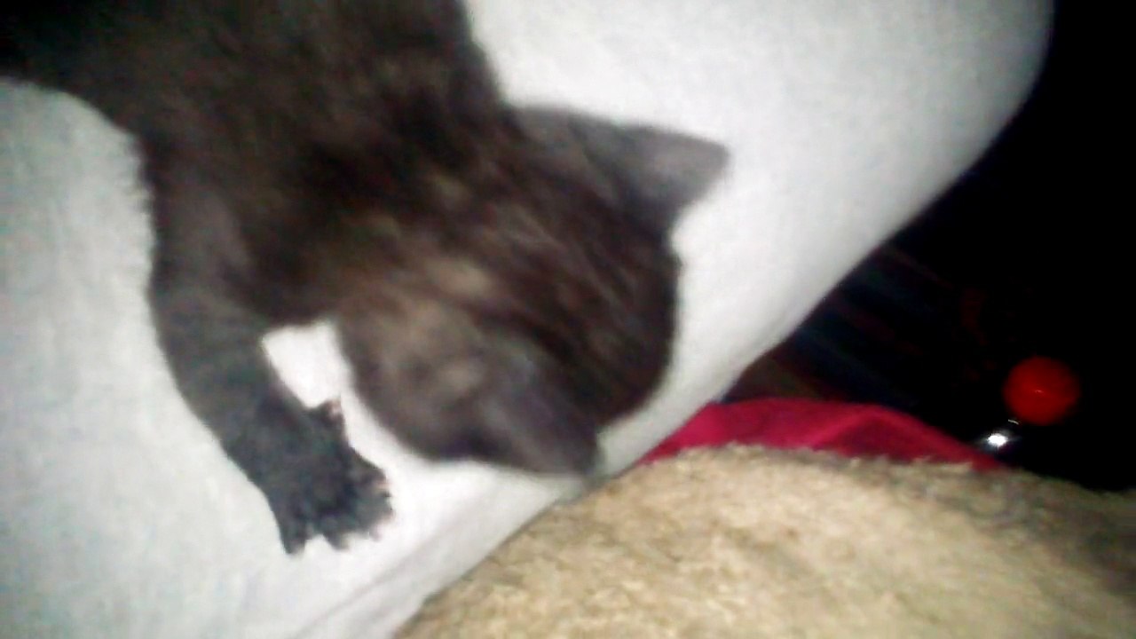 Die kleine Katze sucht ein Schlafplatz