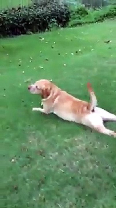 lazy to walk