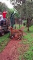 Slow motion video captures tiger jumping 10 feet to grab food