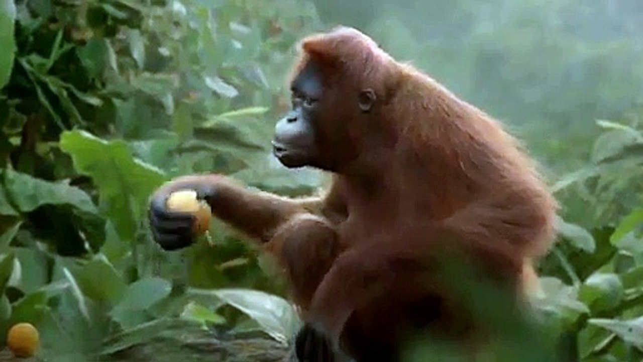 Monkey Dance