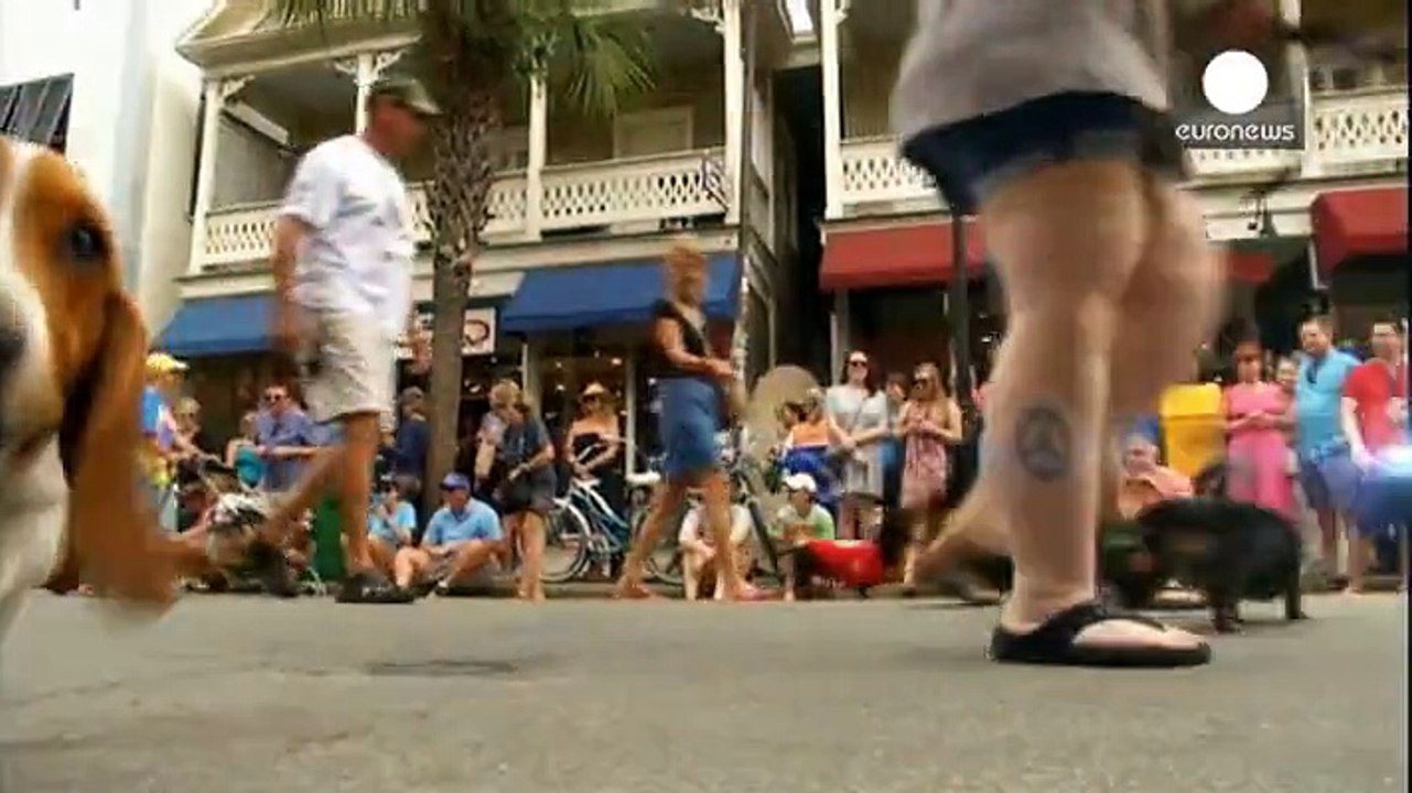 Tierische silvesterparade in florida