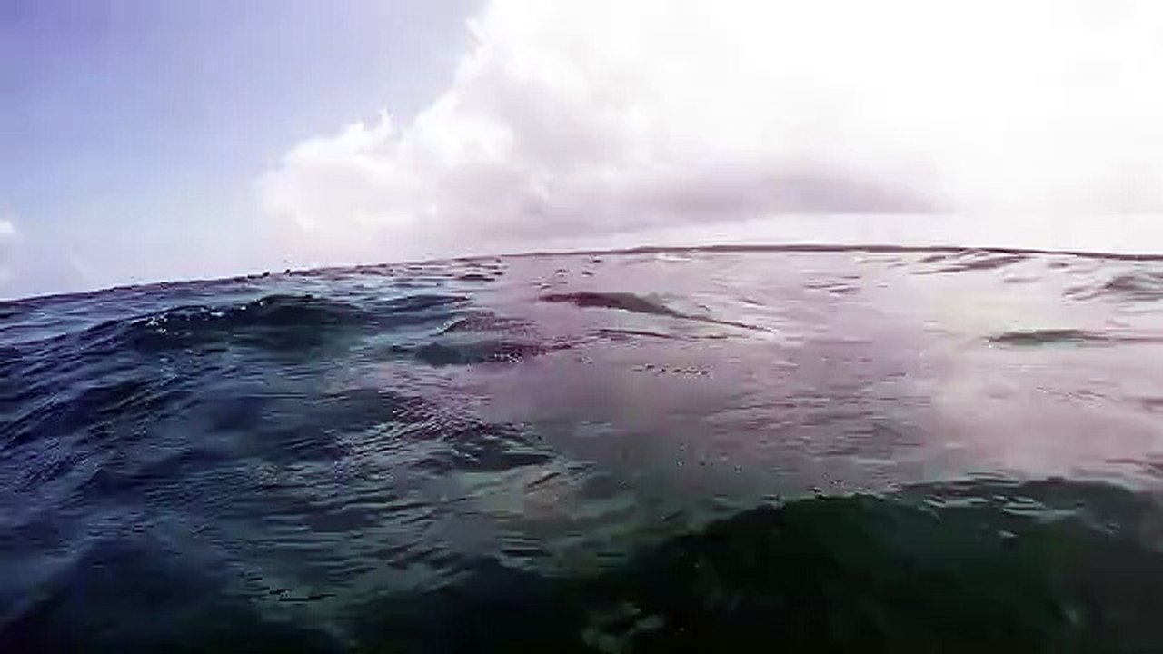 Requin baleine